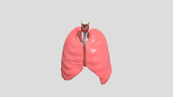 Lungs 3D Model
