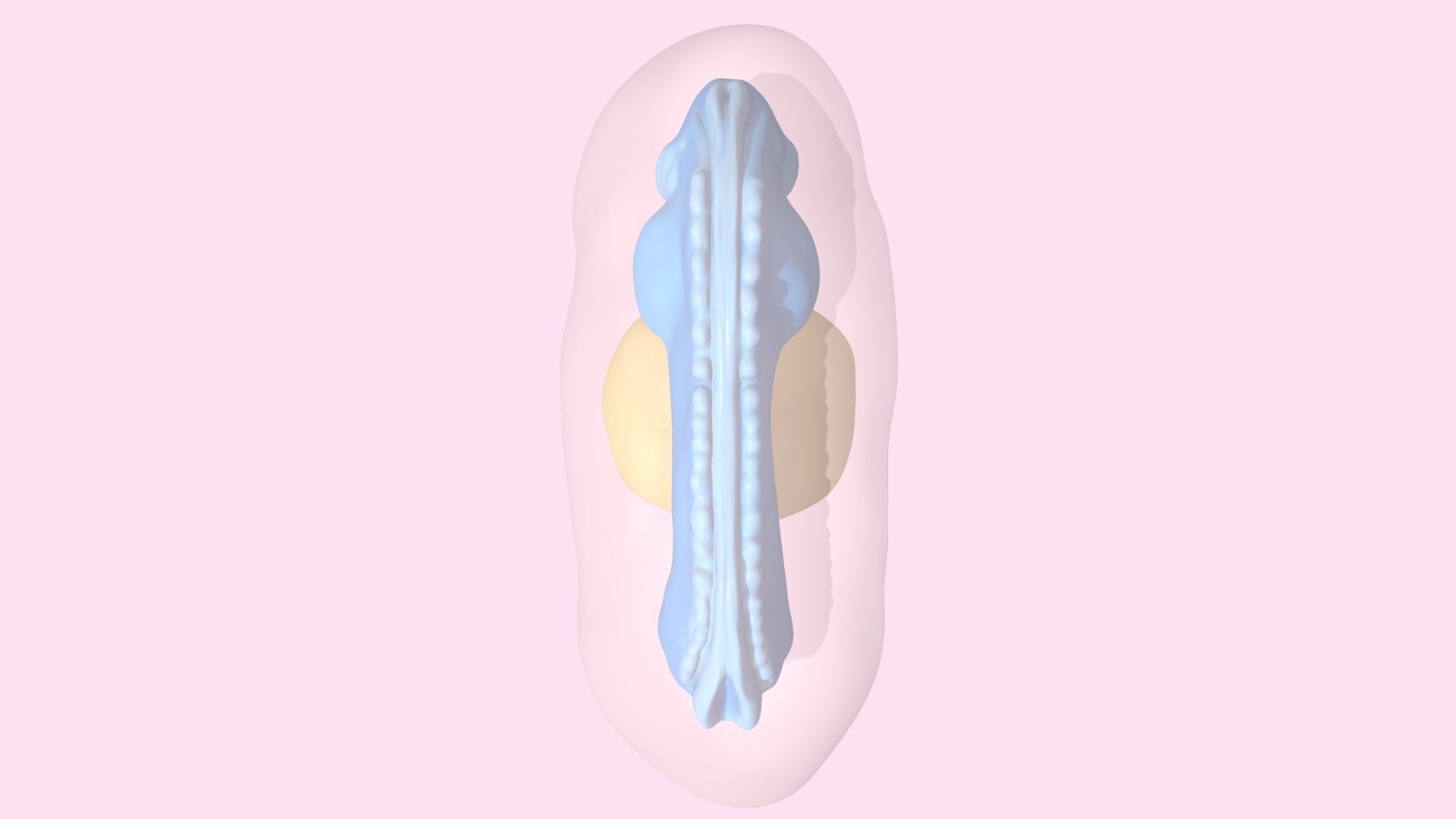 Embryo Day 25