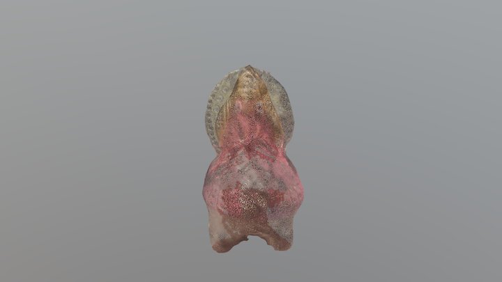 Birdy Sheep 3D Model