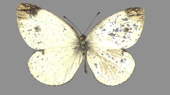 Pieris Mannii – Modello 3D gratuito STL