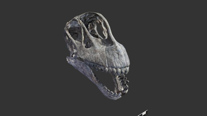 Camarasaurus lentus (EE.UU.). Réplica 3D Model