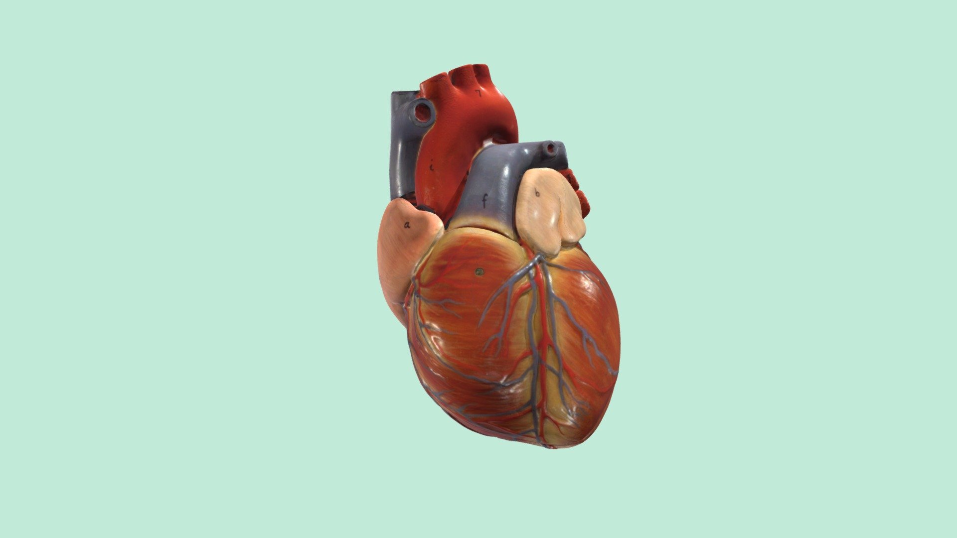 Heart - major coronary arteries