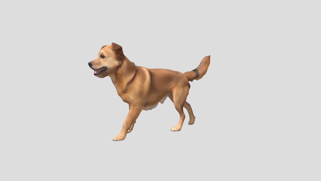 Amber Paws In Motion