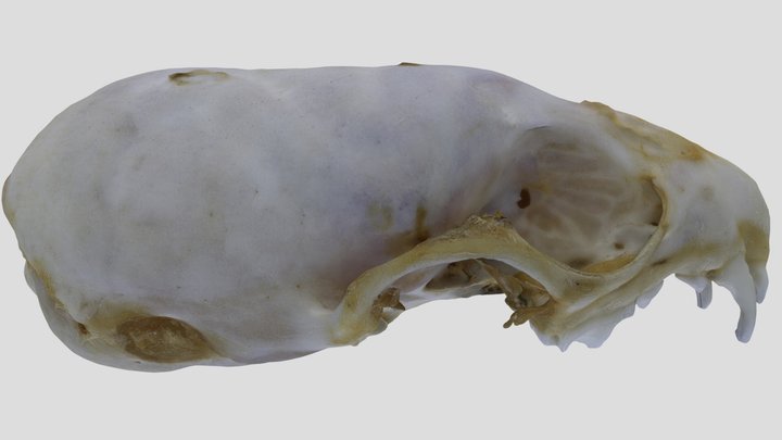 UWYMV:Mamm:3983, Mustela erminea, Crania – Kostenloses 3D-Modell STL