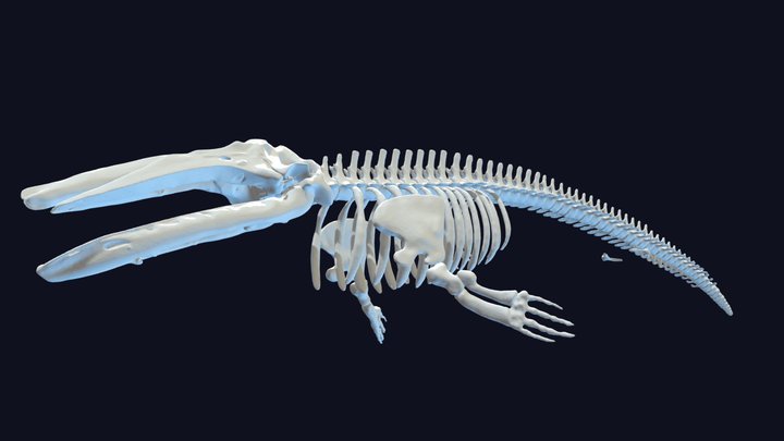 Grey Whale Skeleton 3D Model