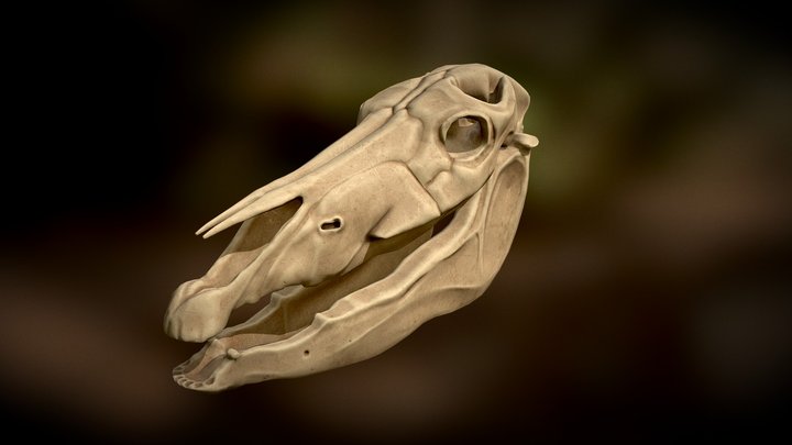 Horse Skull 3D Model