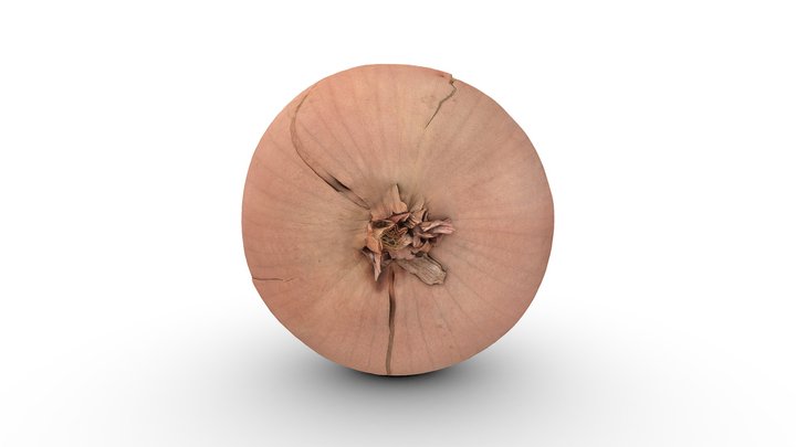 Onion low poly 3D Model