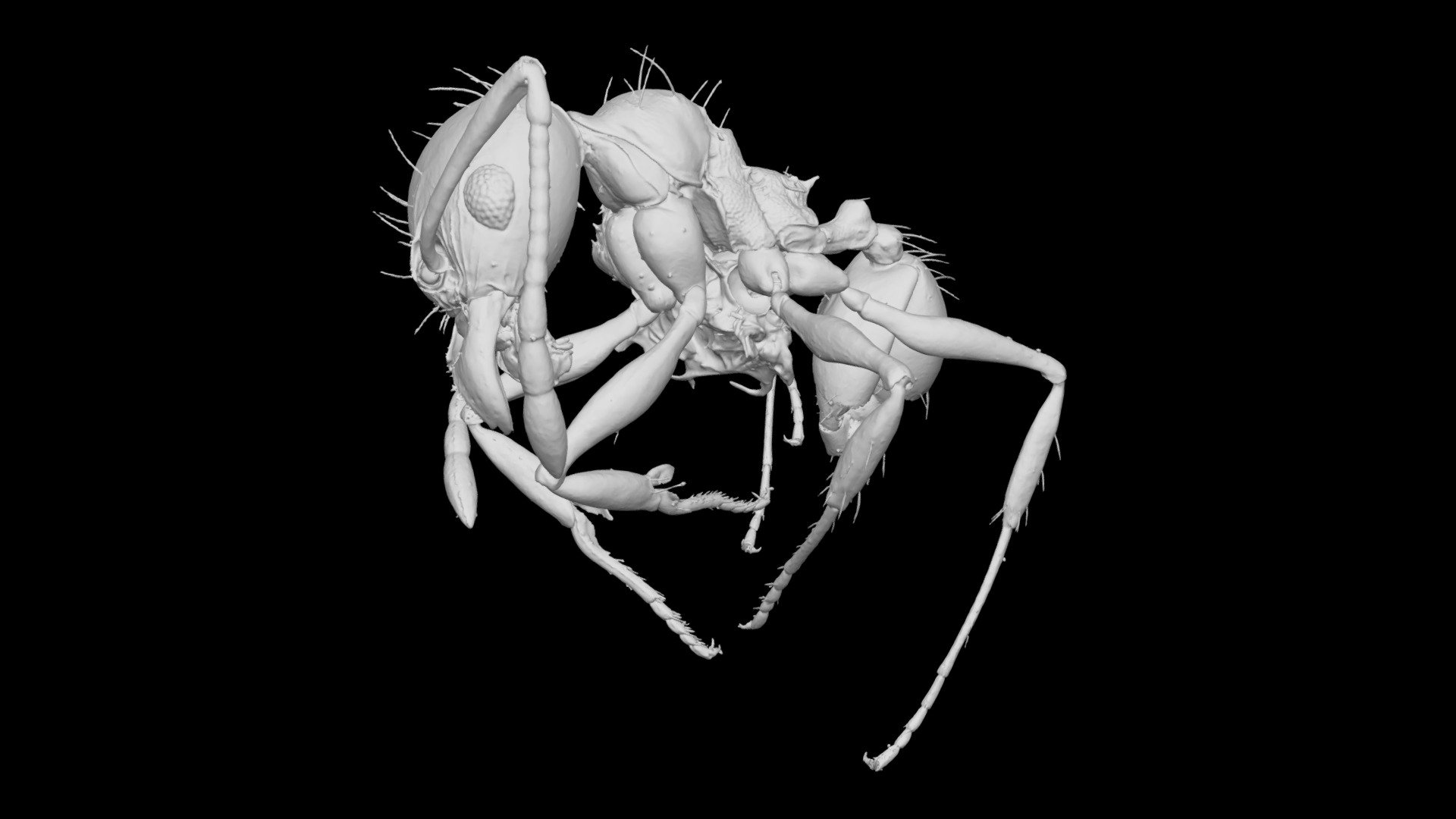 Pheidole mapinguari Minor Worker CASENT0742947
