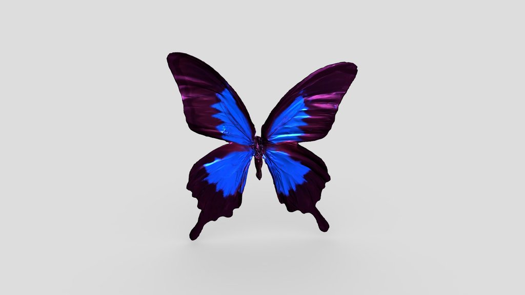 Butterfly