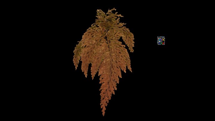 CC0 イヌカタヒバ Gemmiferous Spikemoss – Modello 3D gratuito STL