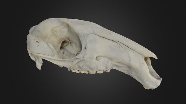 Kangaroo Cranium 3D Model