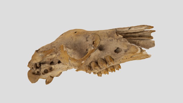 Craneo Notroterio 3D Model