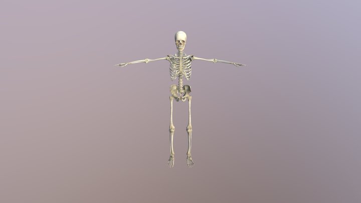Esqueleto 3D Model
