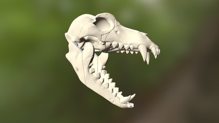 3DKitbash Wolf Skull 3D Model