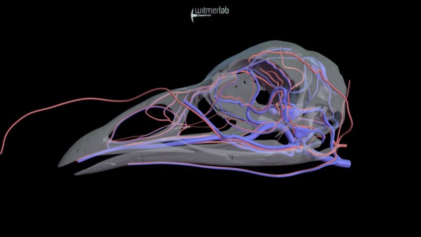 Wild turkey head vasculature - OUVC 10599