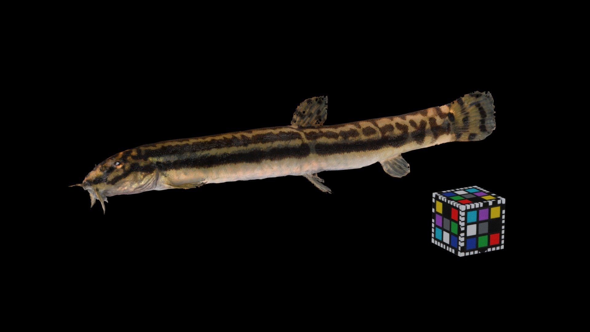 イシドジョウ Stone loach, Cobitis takatsuensis