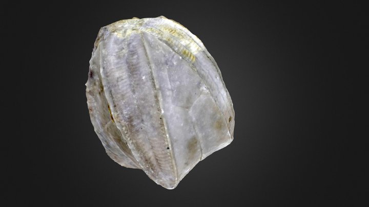 Blastoid: Pentremites godani (PRI 70771)