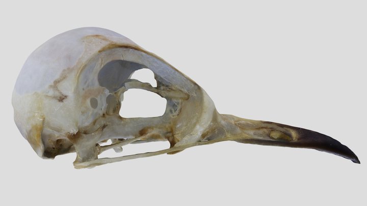 UWYMV:Bird:1291, Catharus ustulata, Crania – Kostenloses 3D-Modell STL
