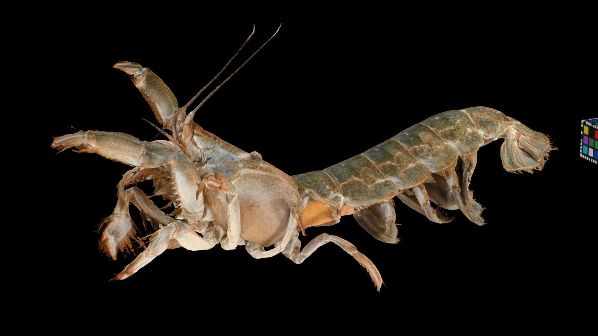アナジャコ ♀ Japanese Mud Shrimp, Upogebia major