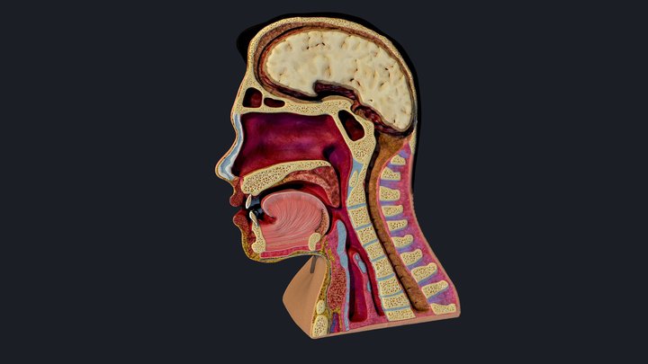 Nasal Pharynx Dissection (head) 3D Model