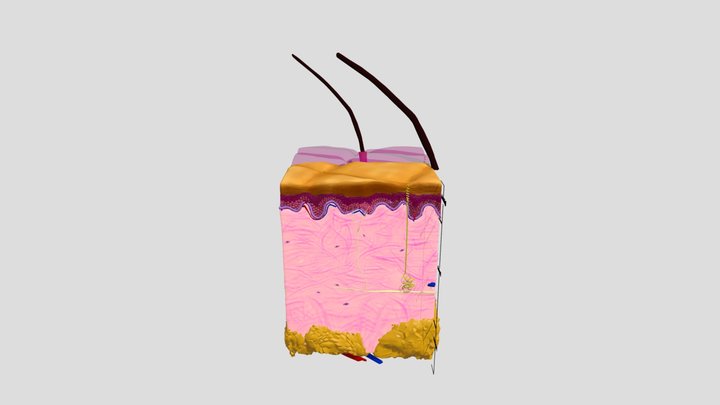 Anatomy_of_the_skin 3D Model