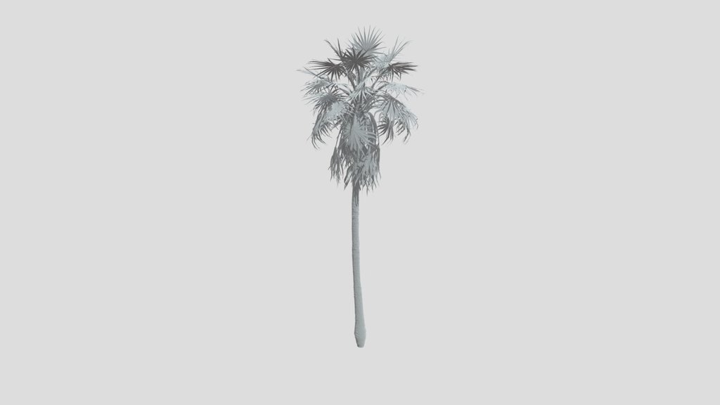 Caraday Palm Large Var