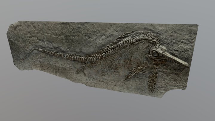 Stenopterygius quadriscissus 3D Model