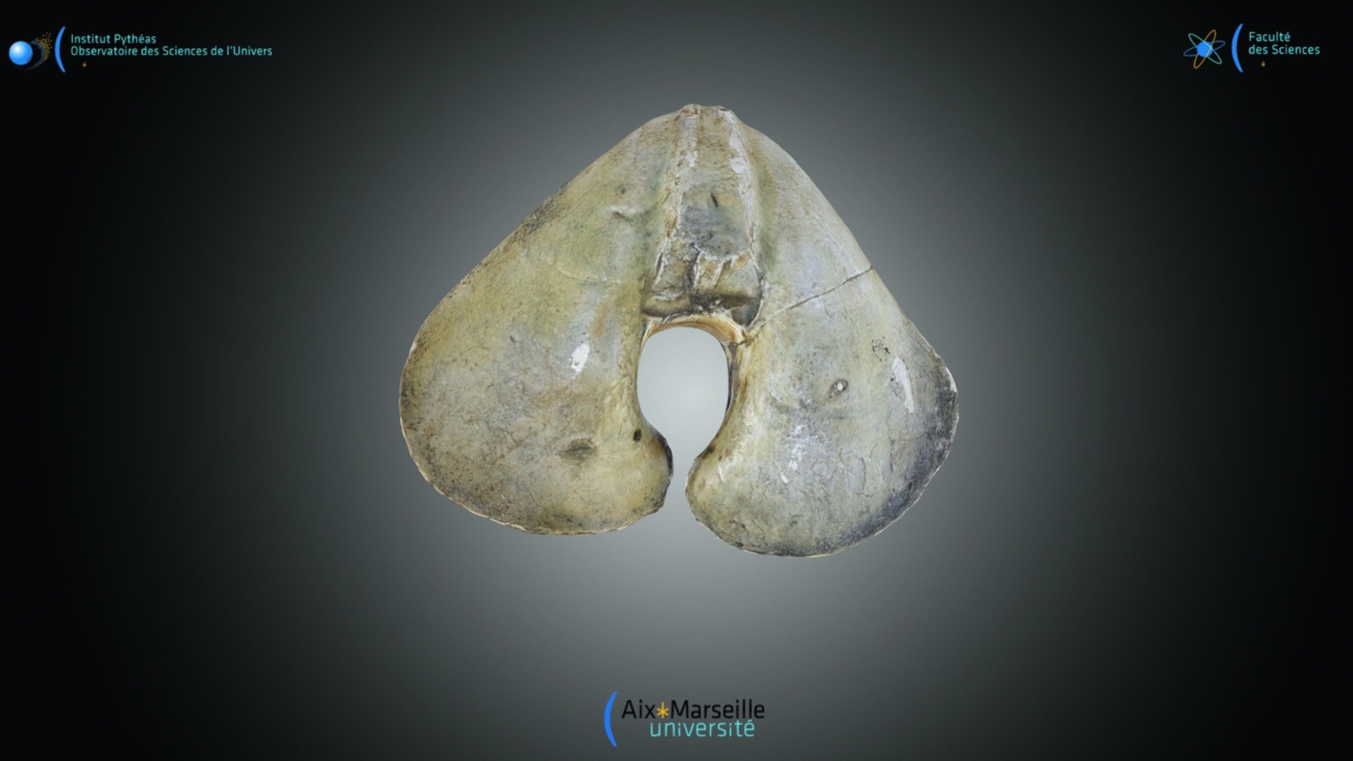 Brachiopode - Pygope — Sketchfab embed 3D viewer