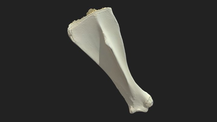 shoulder blade (scapula) pony – Modèle 3D gratuit STL