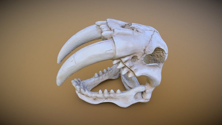 Sabretooth Skull 3D Model