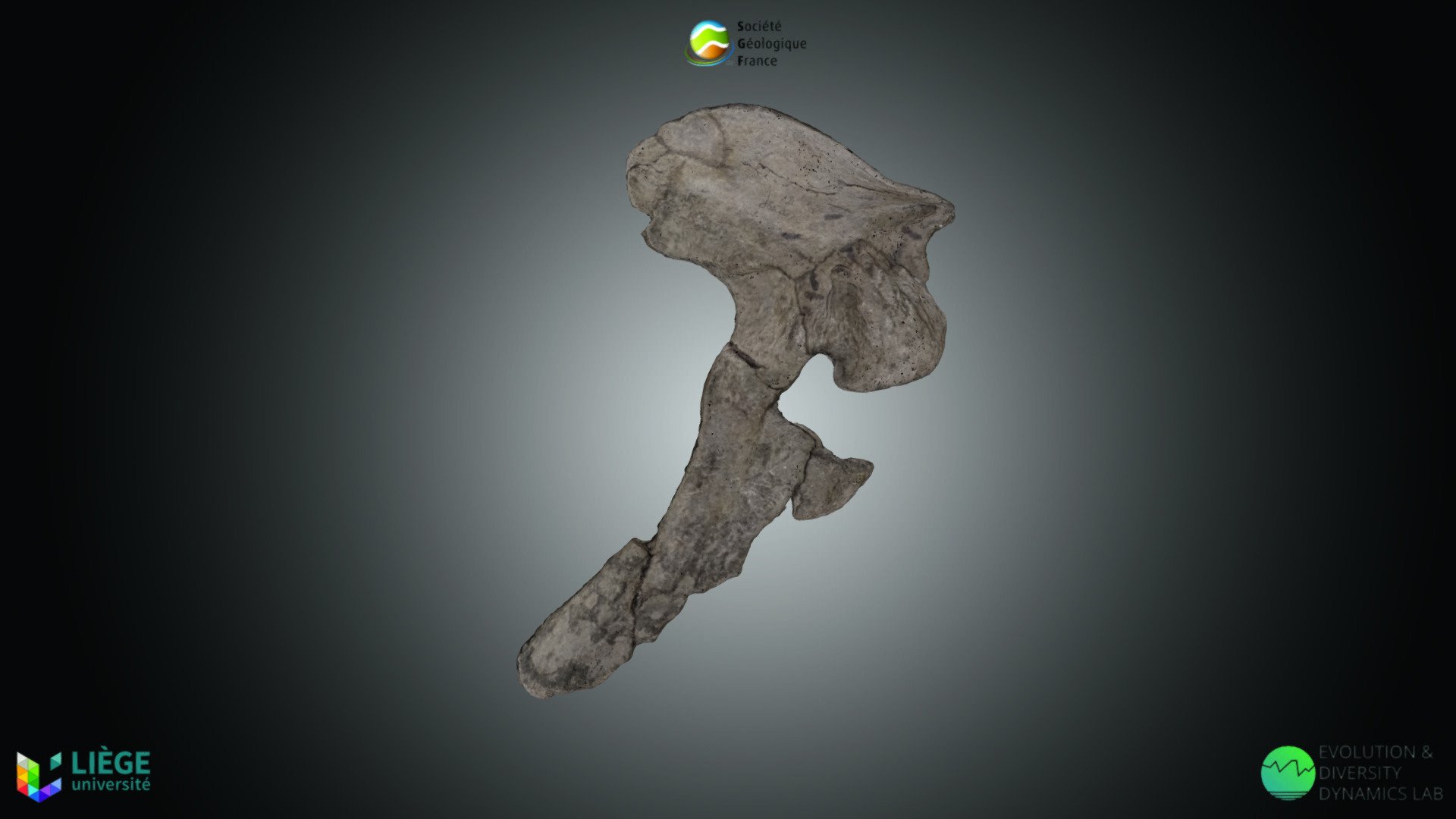 Reptile - Acherontisuchus guajiraensis
