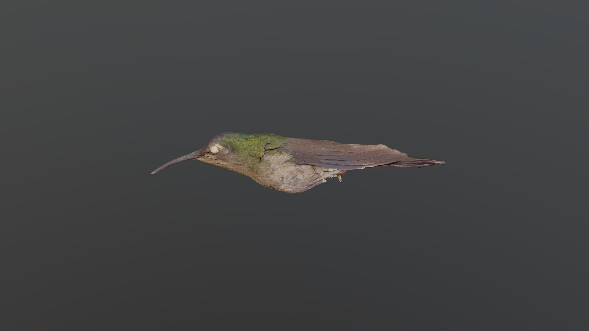 Wedge-tailed Sabrewing.Campylopterus curvipennis