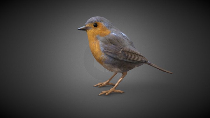 Petirrojo (Erithacus rubecula) 3D Model