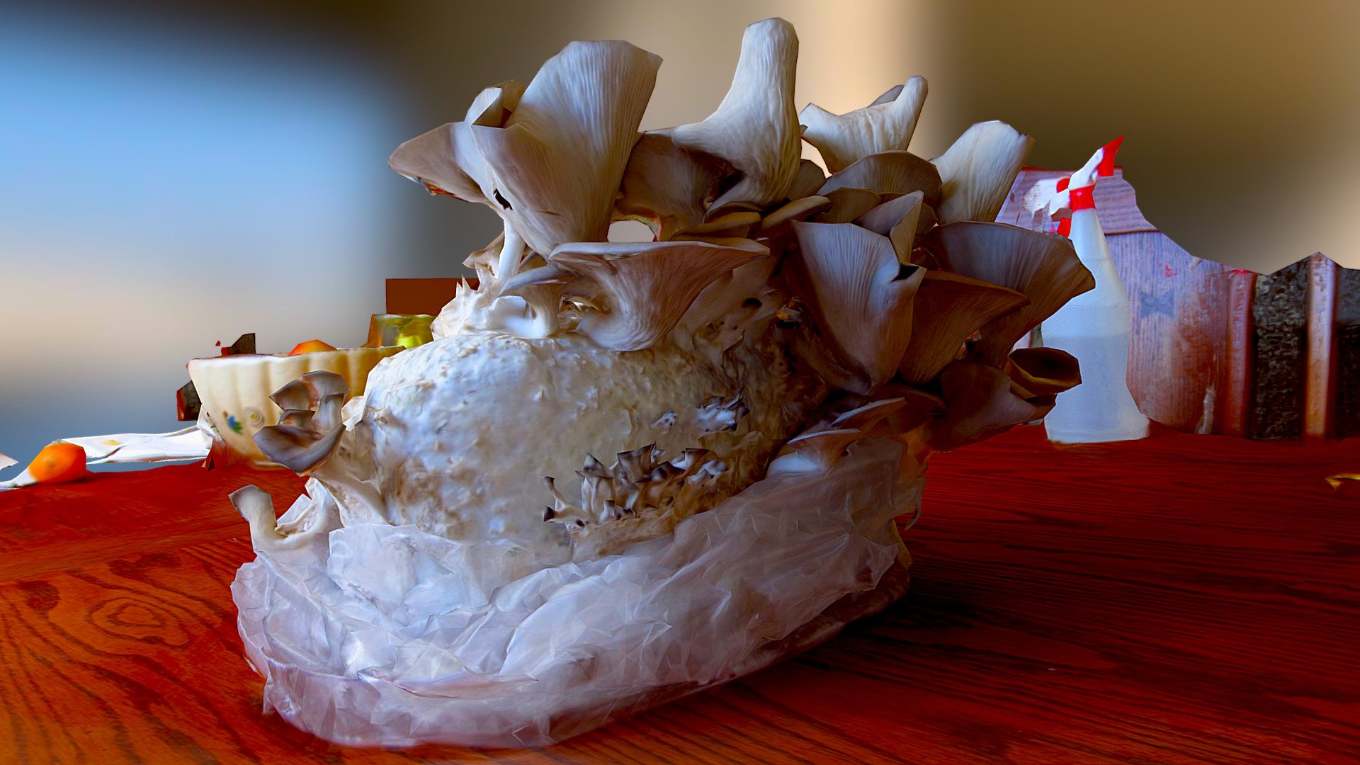 Oyster Mushrooms
