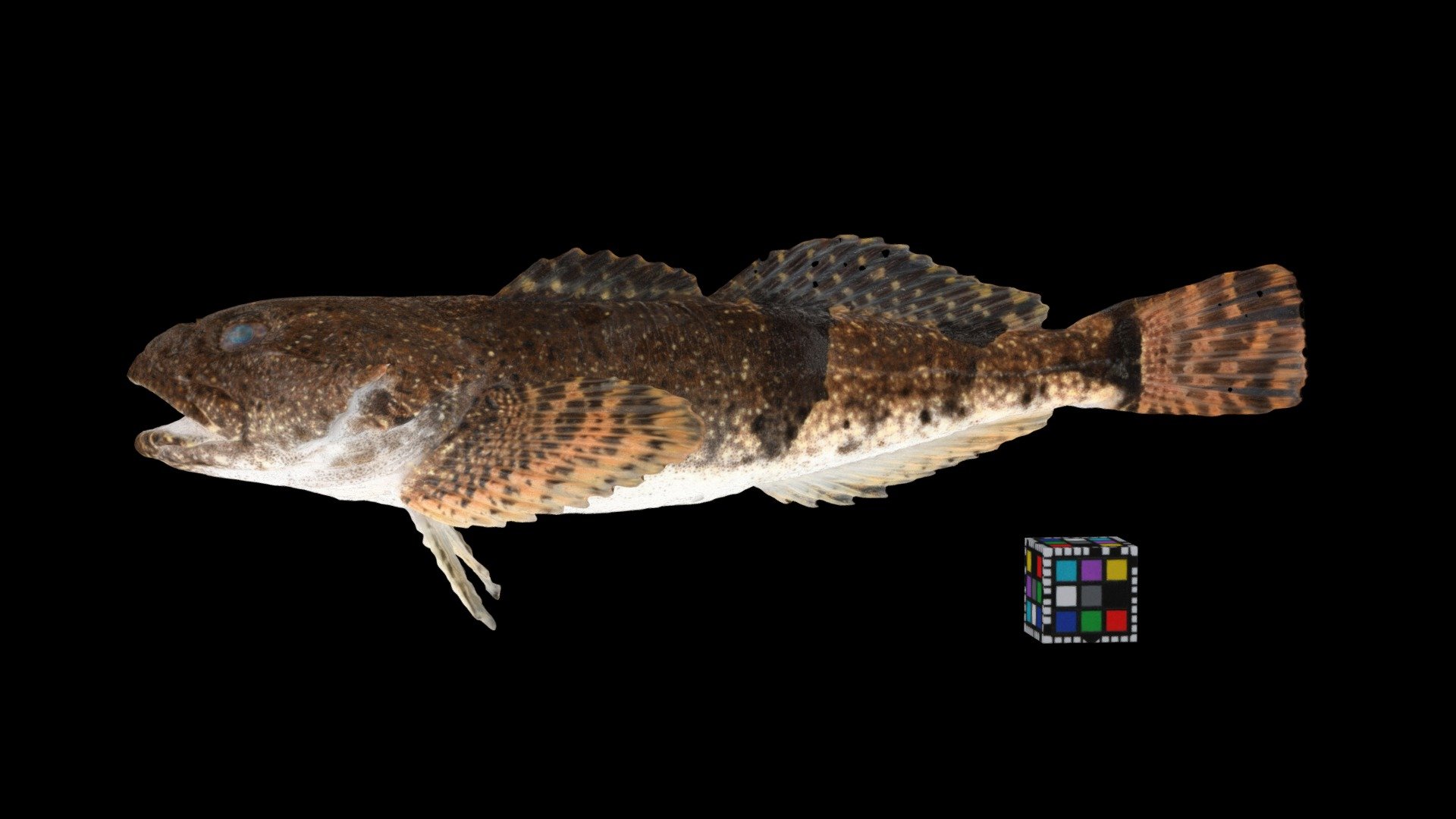 アユカケ（カマキリ） Ayu Hooker Sculpin, Cottus kazika