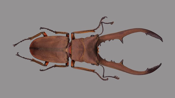 Cyclomatus metalifer finae 3D Model