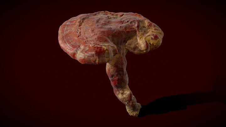 Ganoderma luccinum - Real fungus 3D scan 3D Model