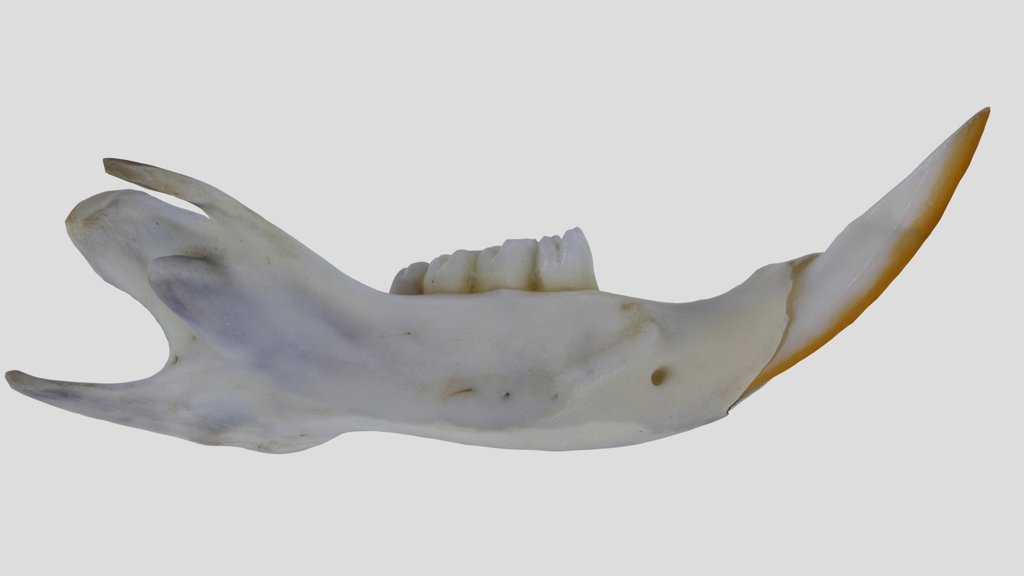 UWYMV:Mamm:2167, C. hispidus, Right Mandible