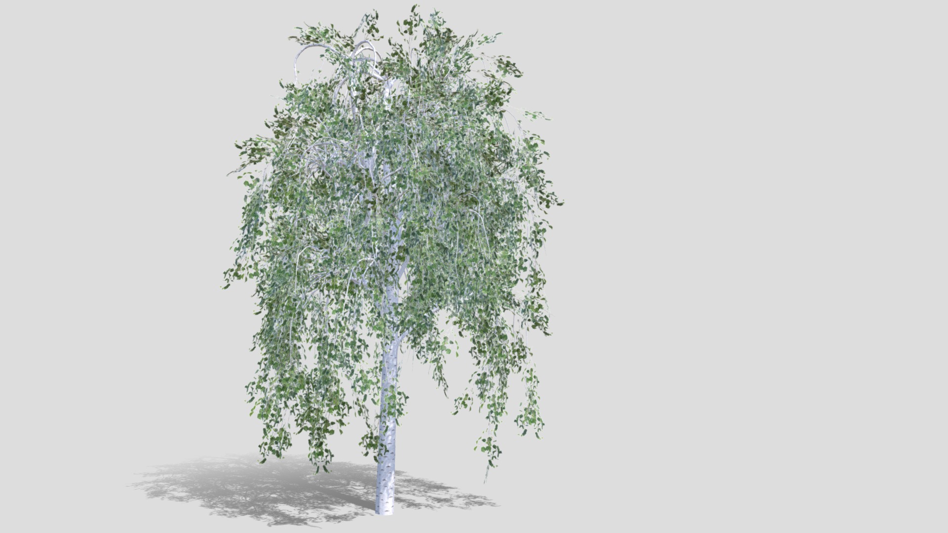 3D model Birch tree background - This is a 3D model of the Birch tree background. The 3D model is about shape, arrow.