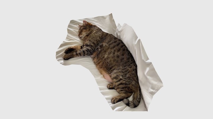 Bed Cat (scan) 3D Model
