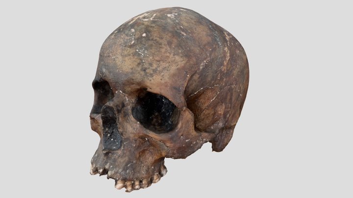 Human Skull 3D Model