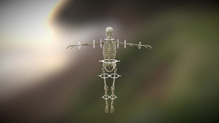 해부학(anatomy) - 골학(Osteology) 3D Model