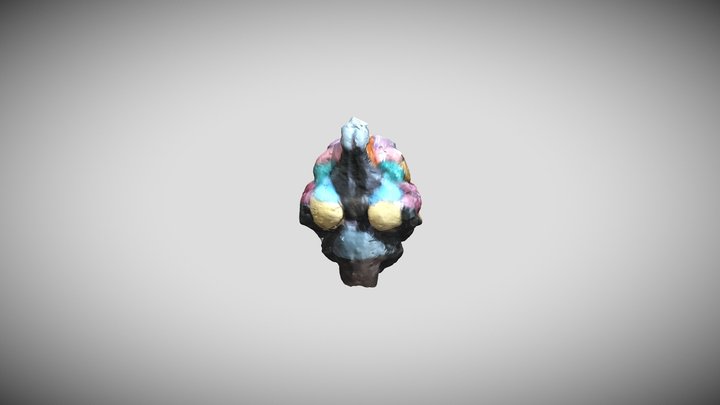 3D printed cat brain (colorfull) 3D Model