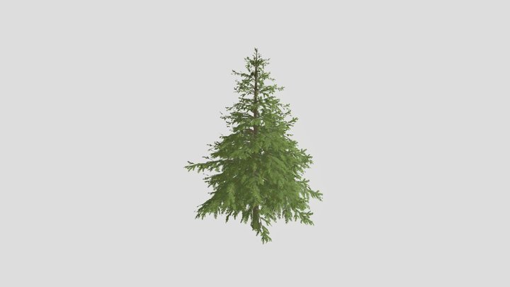 Pine Tree (FBX 4K) 3D Model
