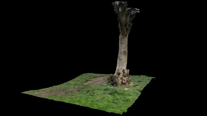 Holly Tree in Graves Park, Sheffield 3D Model
