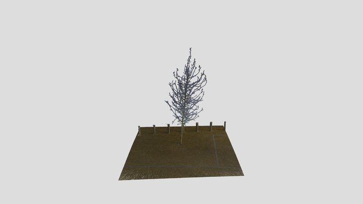 Tree Point Cloud 3D Model