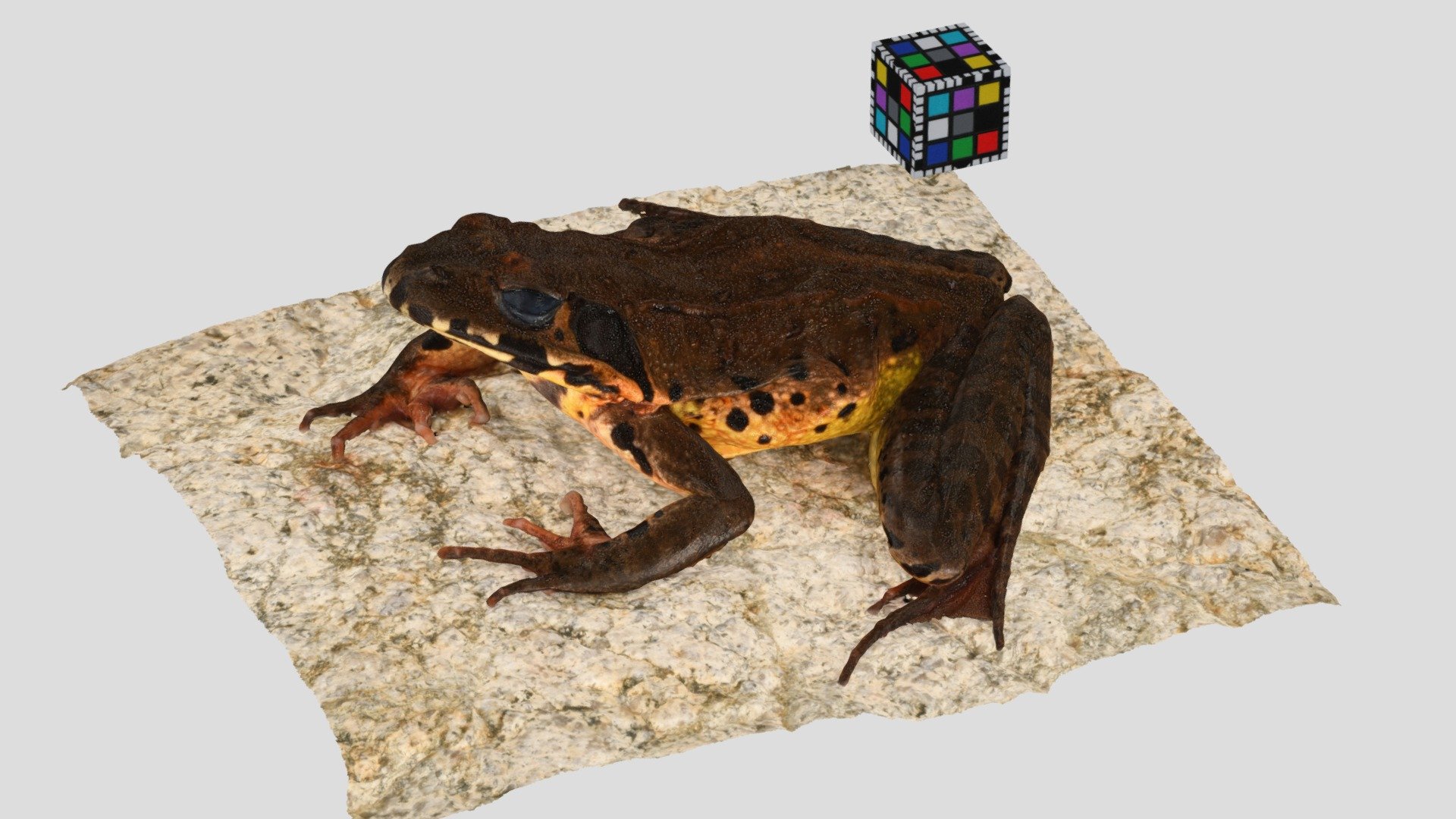 ヤマアカガエル The true frog, Rana ornativentris