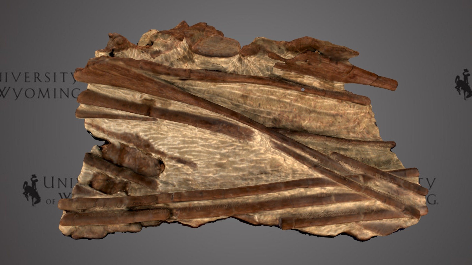 UW15561 - Edmontosaurus copei, tendons and spine