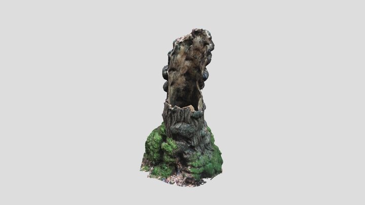 Rotten Tree Stump 3D Model