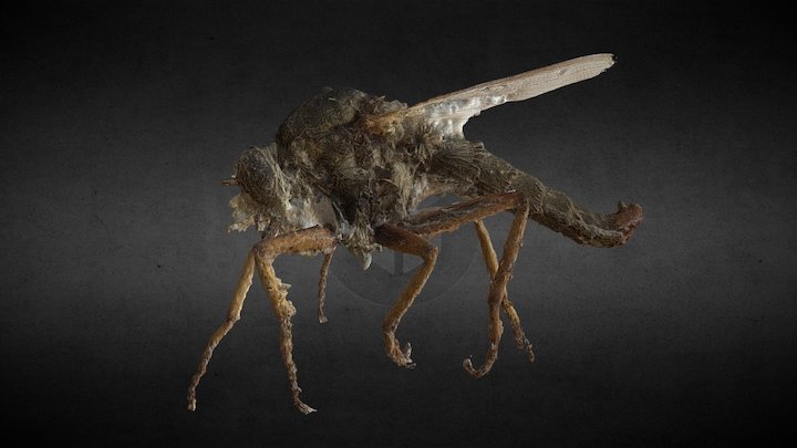 Acanthopleura Ravus (Photoscan)